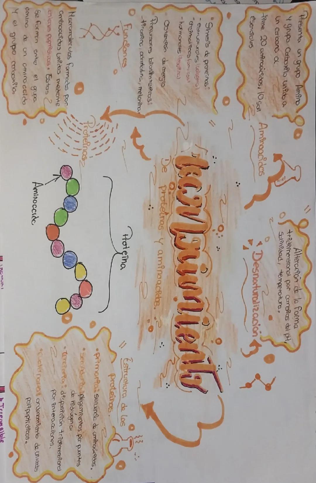 Presenta un grupo Amino
4 grupo Cortboxtio unido a
Un carbono α

trene 20 anfproccidos, 10 son Aminoacidos
esencicles

Alteración de la form