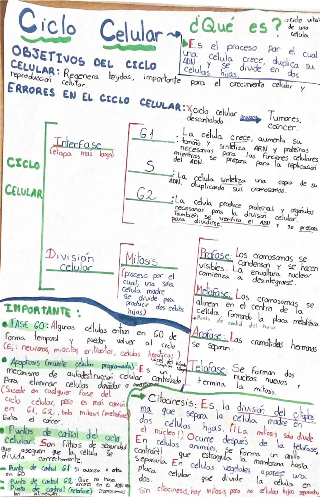 # Ciclo Celular ~ d'Qué es?
-ciclo vital
de una
celula
**OBJETIVOS DEL CICLO
CELULAR:** Regenera tejidos, importante para el crecimiento cel