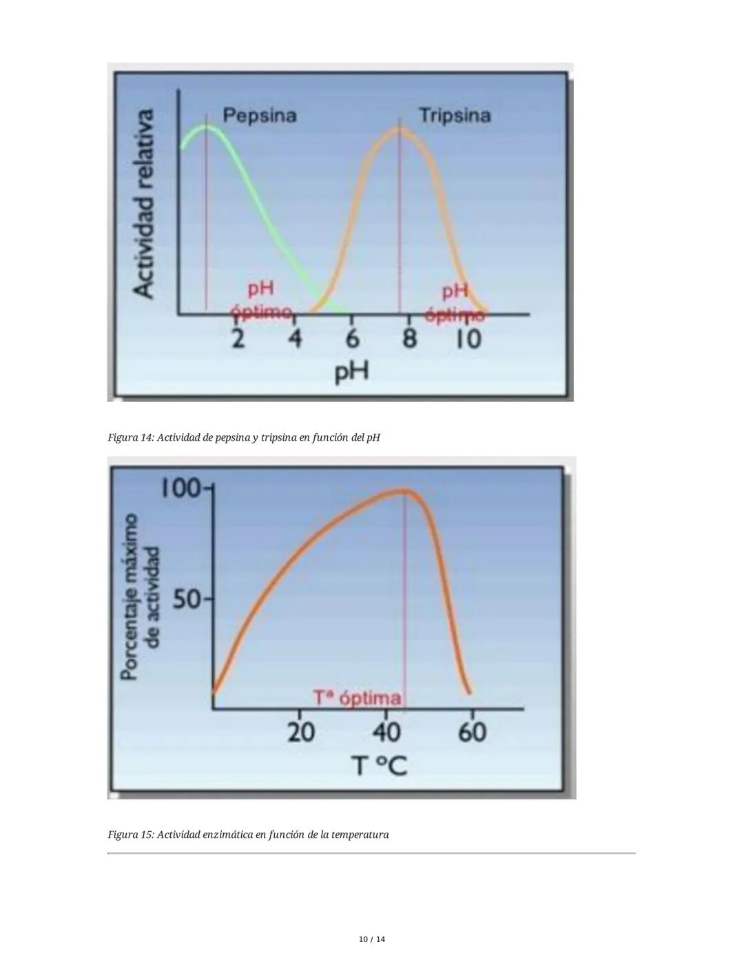 Enzimas y Metabolismo: Mecanismos Energéticos en la Biología
Humana y su Relación con la Salud
1. Introducción a las Enzimas
Las enzimas son