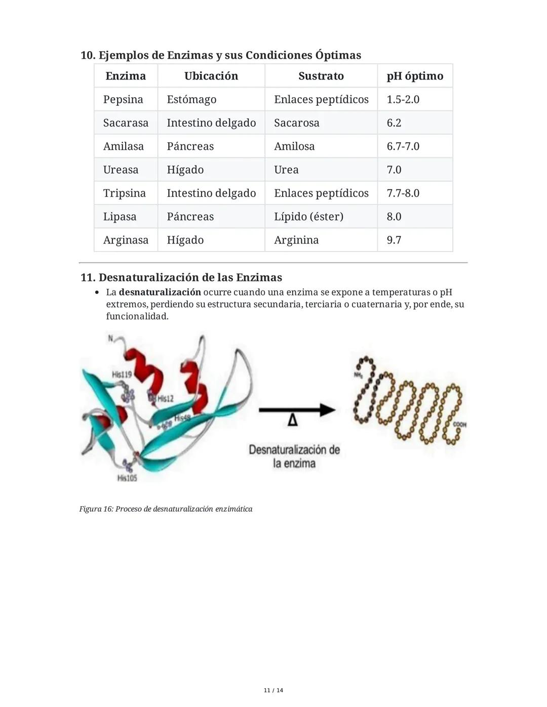 Enzimas y Metabolismo: Mecanismos Energéticos en la Biología
Humana y su Relación con la Salud
1. Introducción a las Enzimas
Las enzimas son