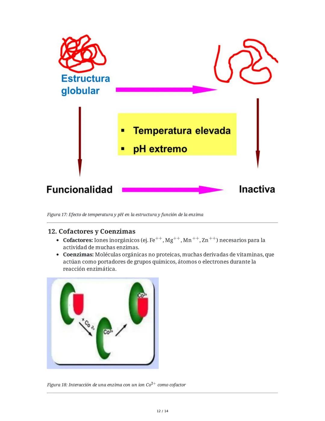 Enzimas y Metabolismo: Mecanismos Energéticos en la Biología
Humana y su Relación con la Salud
1. Introducción a las Enzimas
Las enzimas son