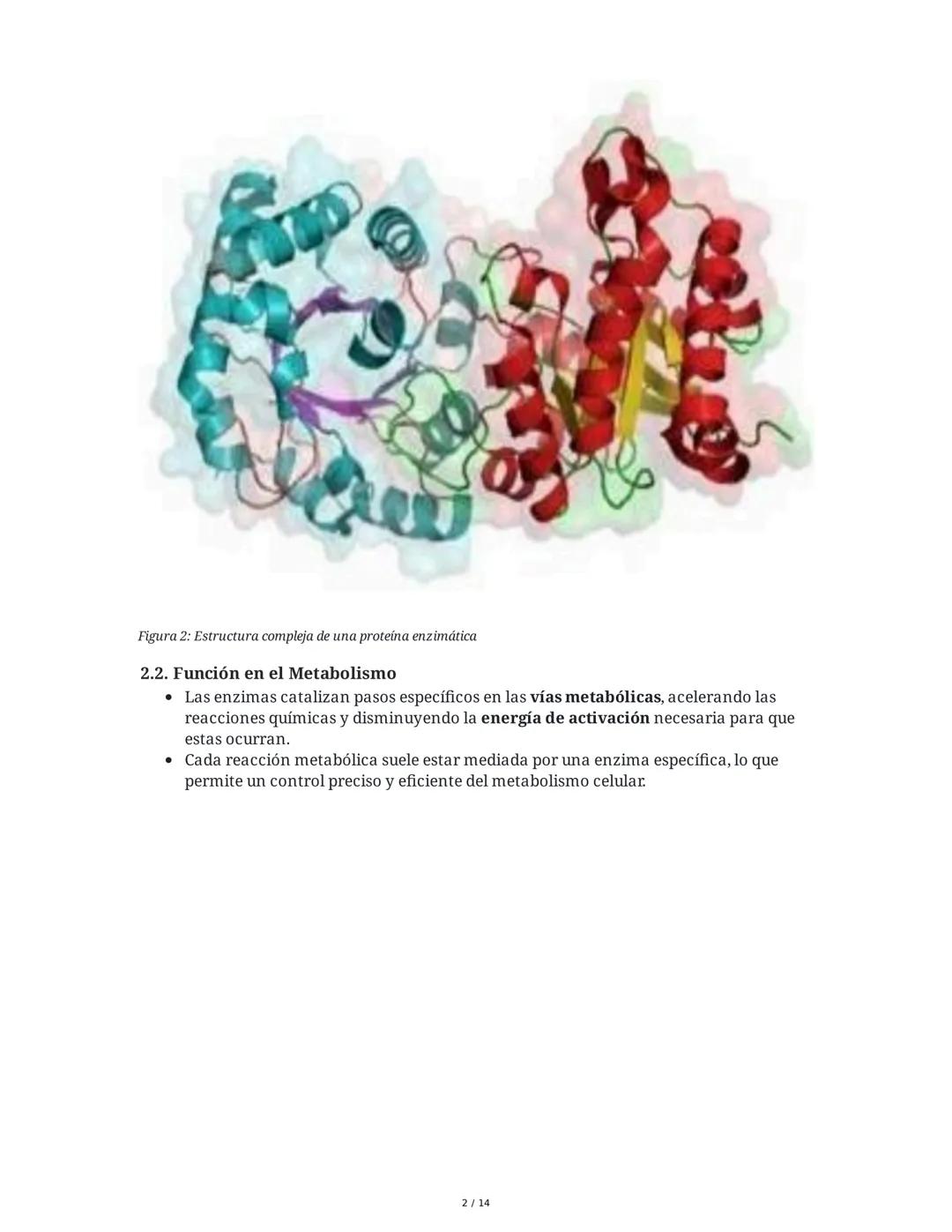 Enzimas y Metabolismo: Mecanismos Energéticos en la Biología
Humana y su Relación con la Salud
1. Introducción a las Enzimas
Las enzimas son