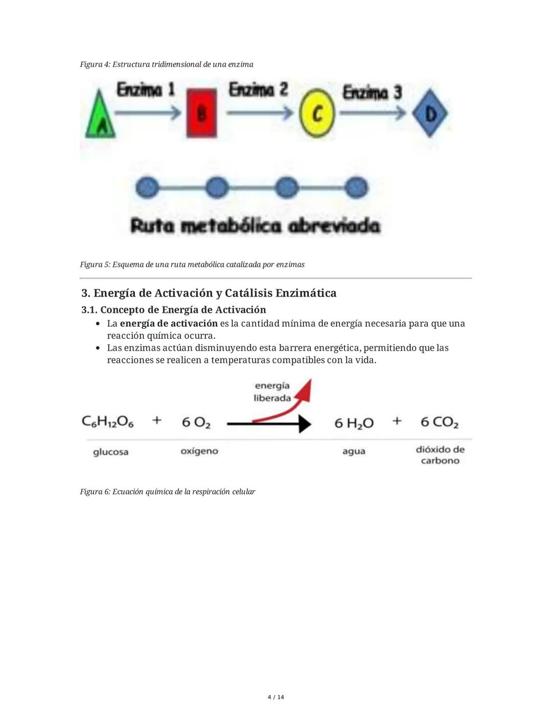 Enzimas y Metabolismo: Mecanismos Energéticos en la Biología
Humana y su Relación con la Salud
1. Introducción a las Enzimas
Las enzimas son