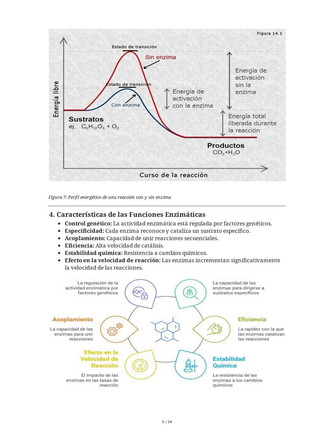 Enzimas y Metabolismo: Mecanismos Energéticos en la Biología
Humana y su Relación con la Salud
1. Introducción a las Enzimas
Las enzimas son