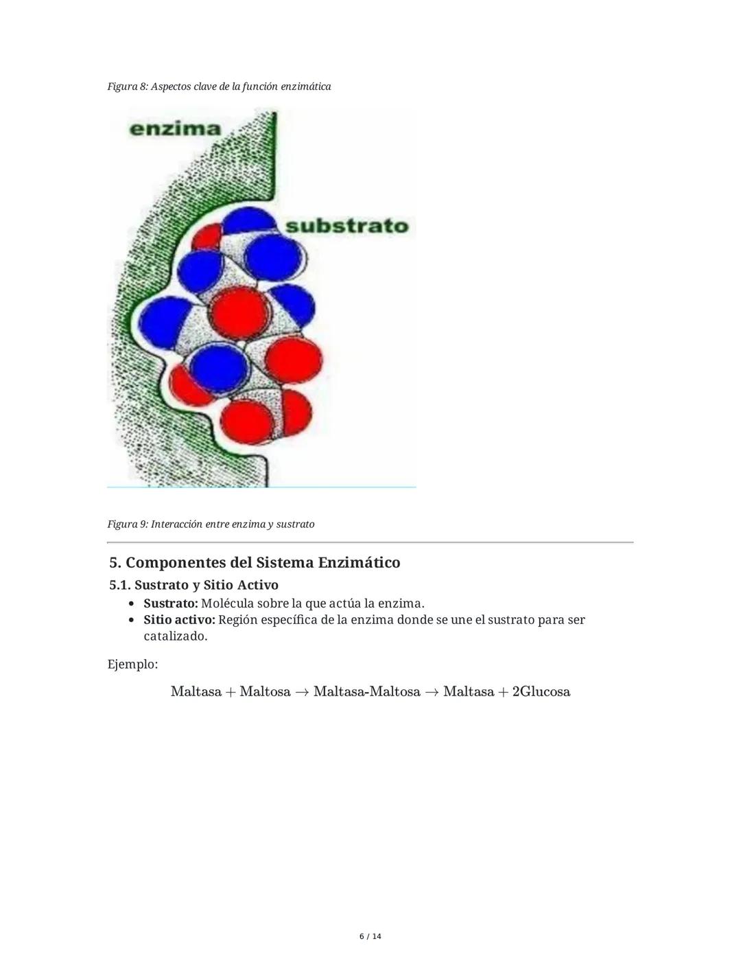 Enzimas y Metabolismo: Mecanismos Energéticos en la Biología
Humana y su Relación con la Salud
1. Introducción a las Enzimas
Las enzimas son