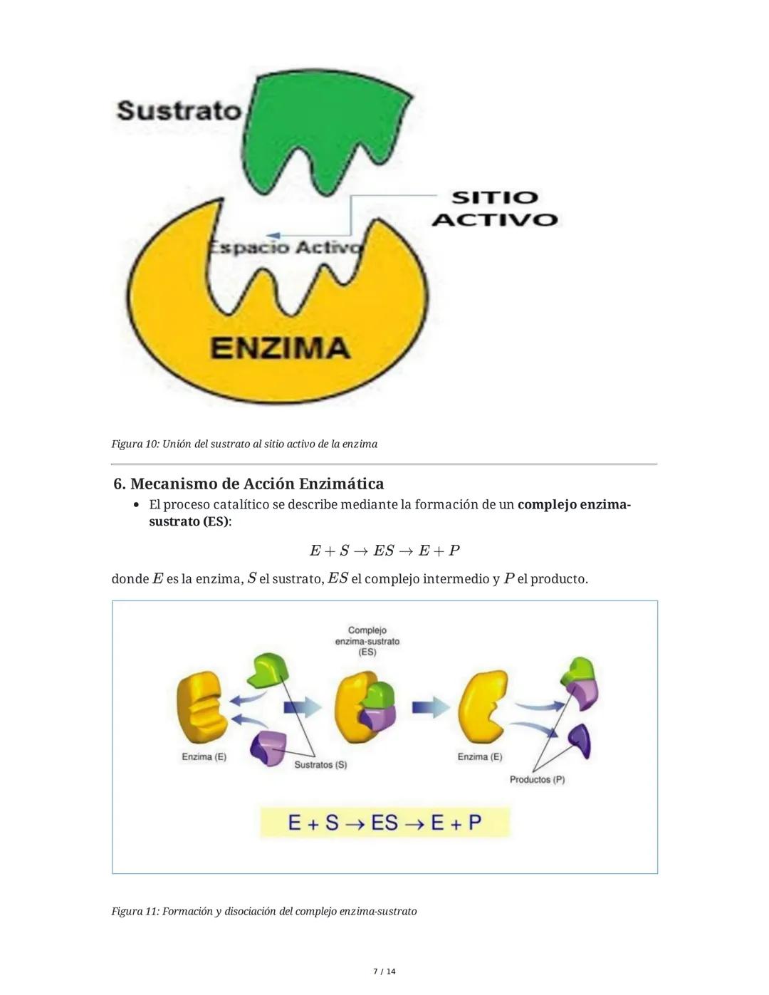 Enzimas y Metabolismo: Mecanismos Energéticos en la Biología
Humana y su Relación con la Salud
1. Introducción a las Enzimas
Las enzimas son