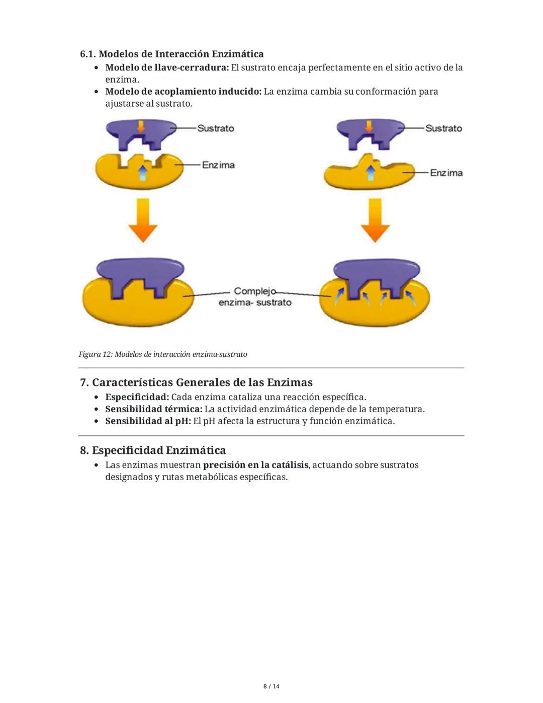 Enzimas y Metabolismo: Mecanismos Energéticos en la Biología
Humana y su Relación con la Salud
1. Introducción a las Enzimas
Las enzimas son