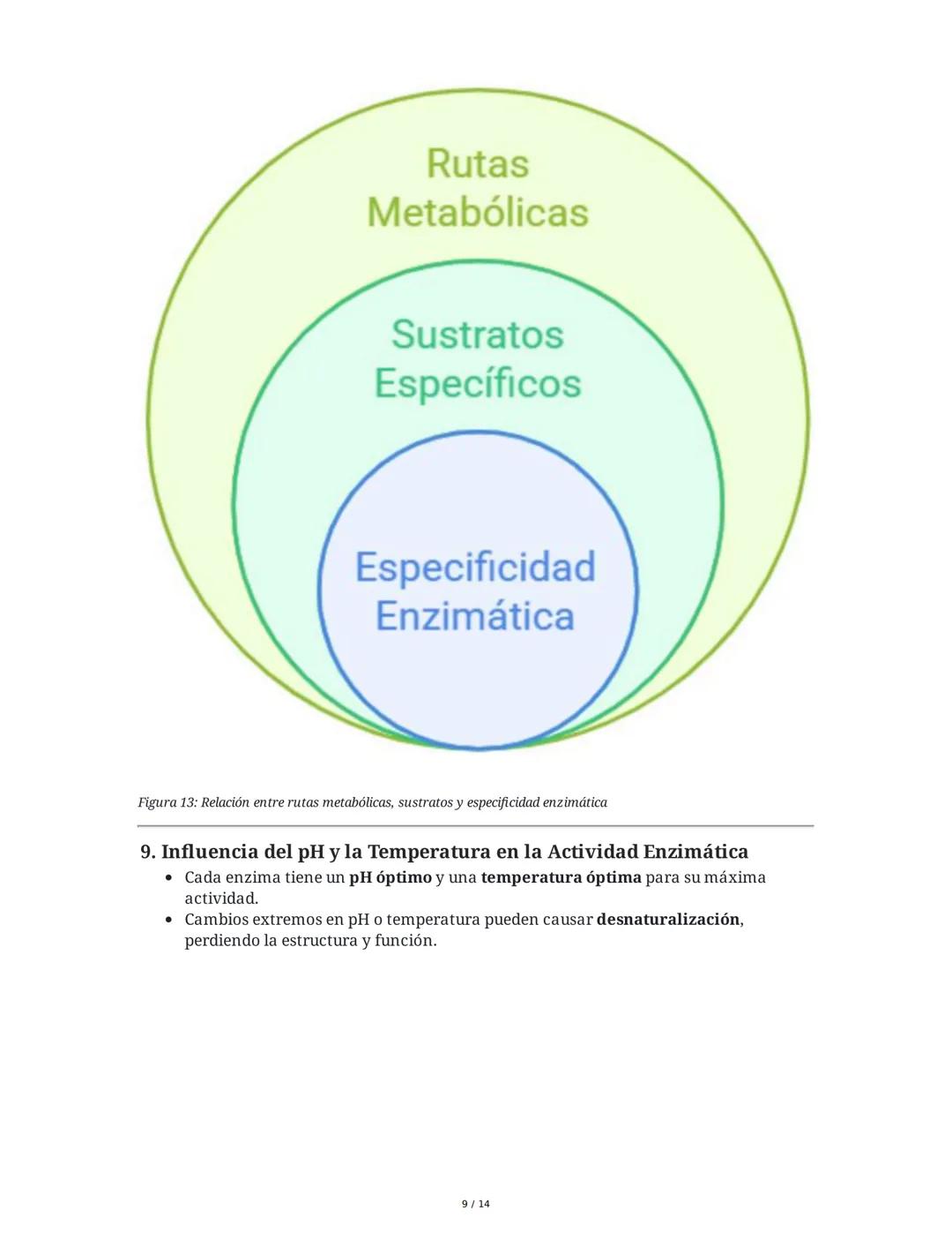 Enzimas y Metabolismo: Mecanismos Energéticos en la Biología
Humana y su Relación con la Salud
1. Introducción a las Enzimas
Las enzimas son