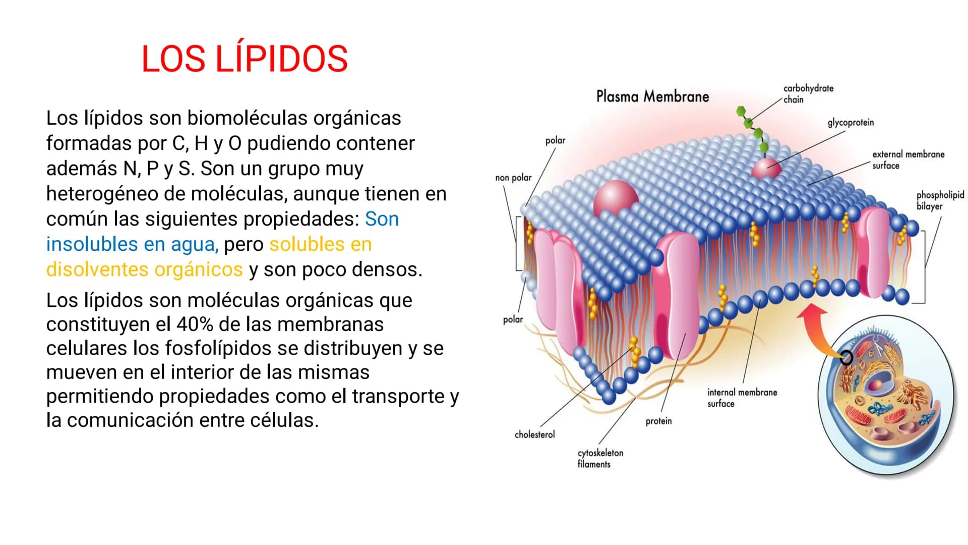 # LOS LÍPIDOS

glycoprotein
external membrane
surface
Plasma Membrane
carbohydrate
chain
Los lípidos son biomoléculas orgánicas
formadas por