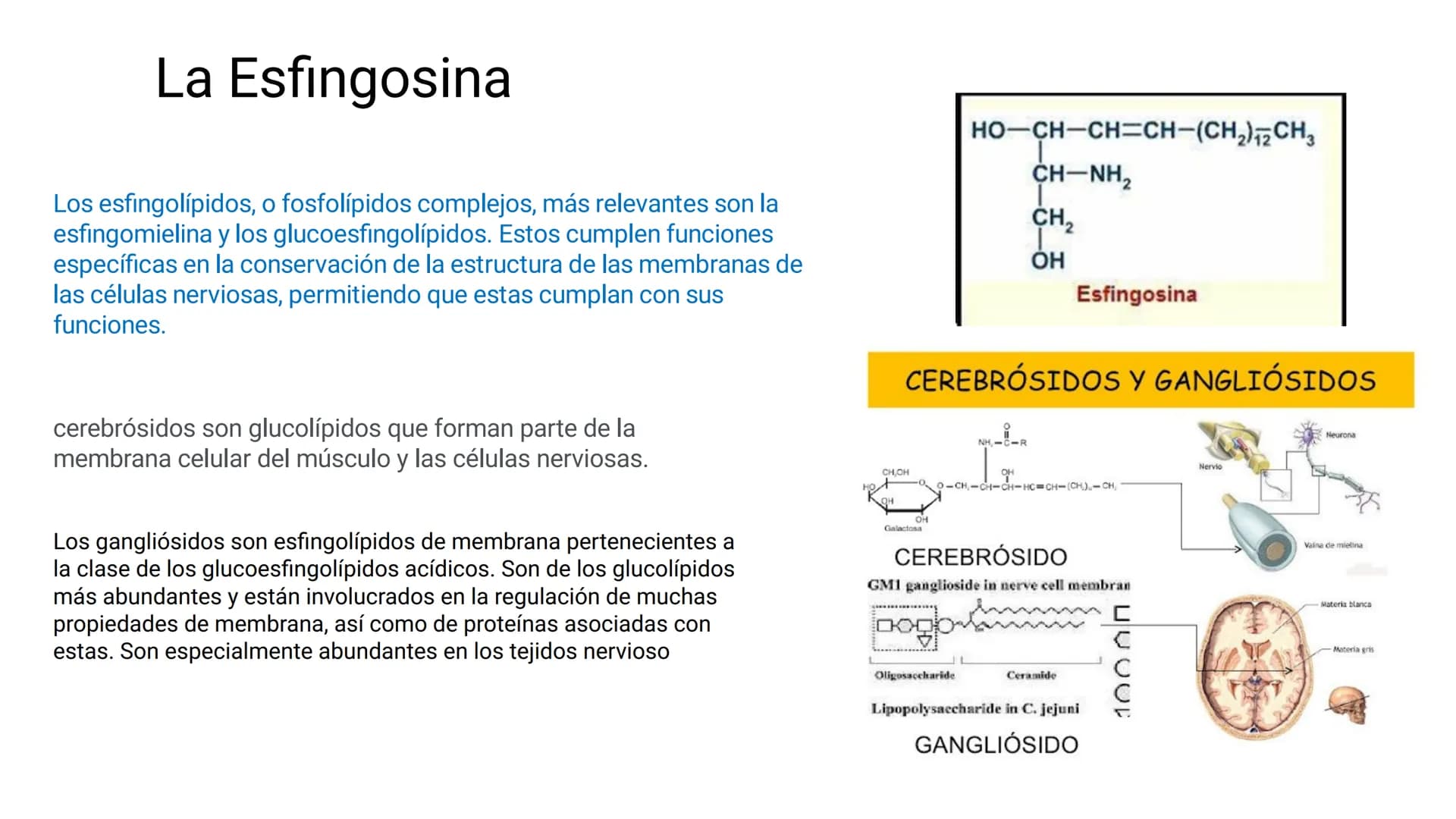 # LOS LÍPIDOS

glycoprotein
external membrane
surface
Plasma Membrane
carbohydrate
chain
Los lípidos son biomoléculas orgánicas
formadas por
