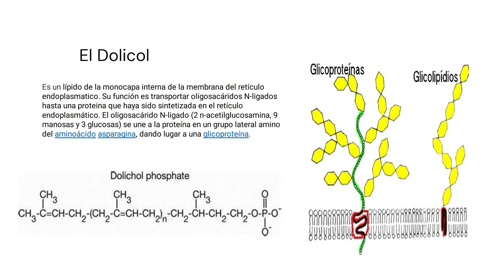 # LOS LÍPIDOS

glycoprotein
external membrane
surface
Plasma Membrane
carbohydrate
chain
Los lípidos son biomoléculas orgánicas
formadas por