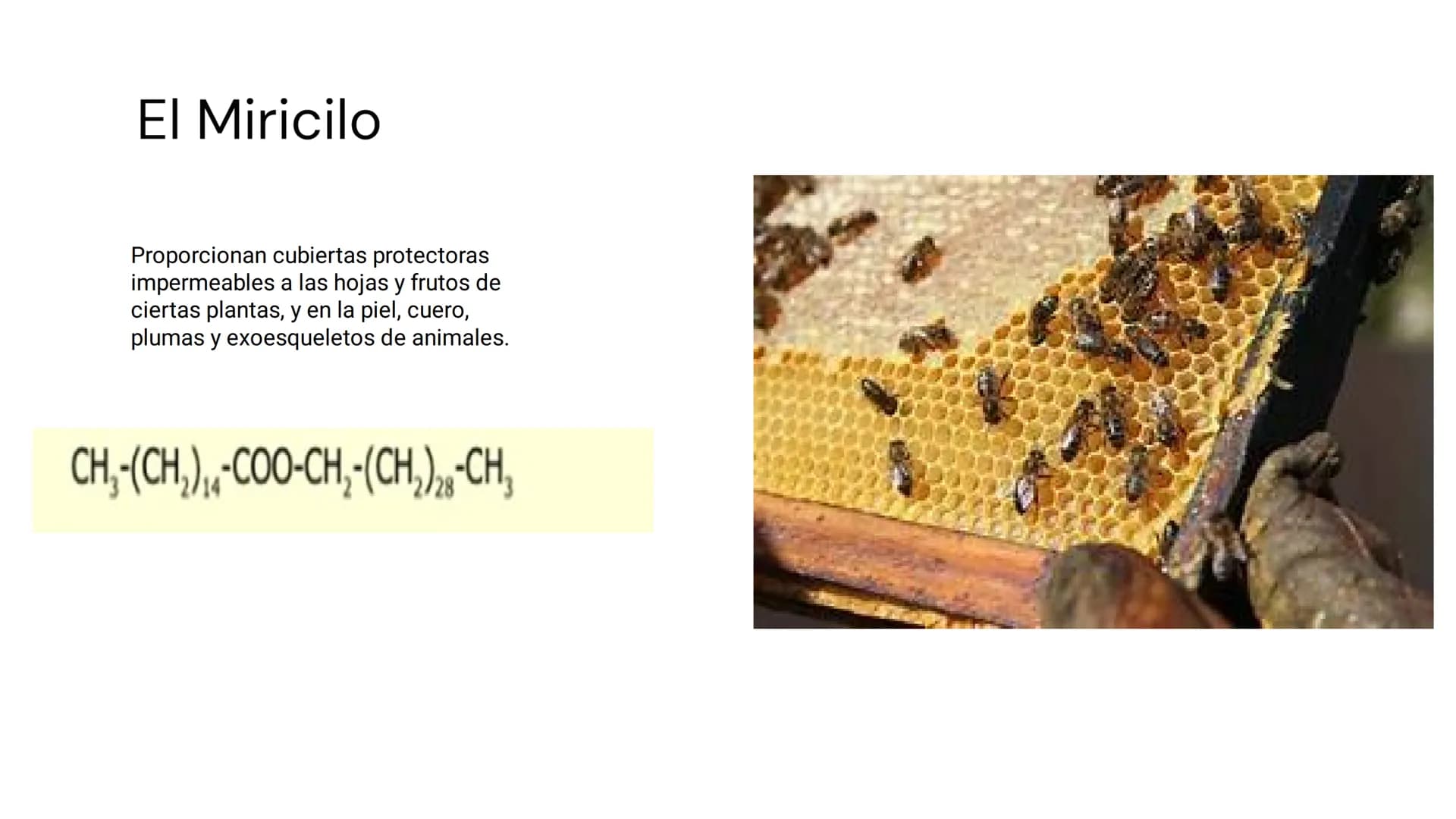 # LOS LÍPIDOS

glycoprotein
external membrane
surface
Plasma Membrane
carbohydrate
chain
Los lípidos son biomoléculas orgánicas
formadas por