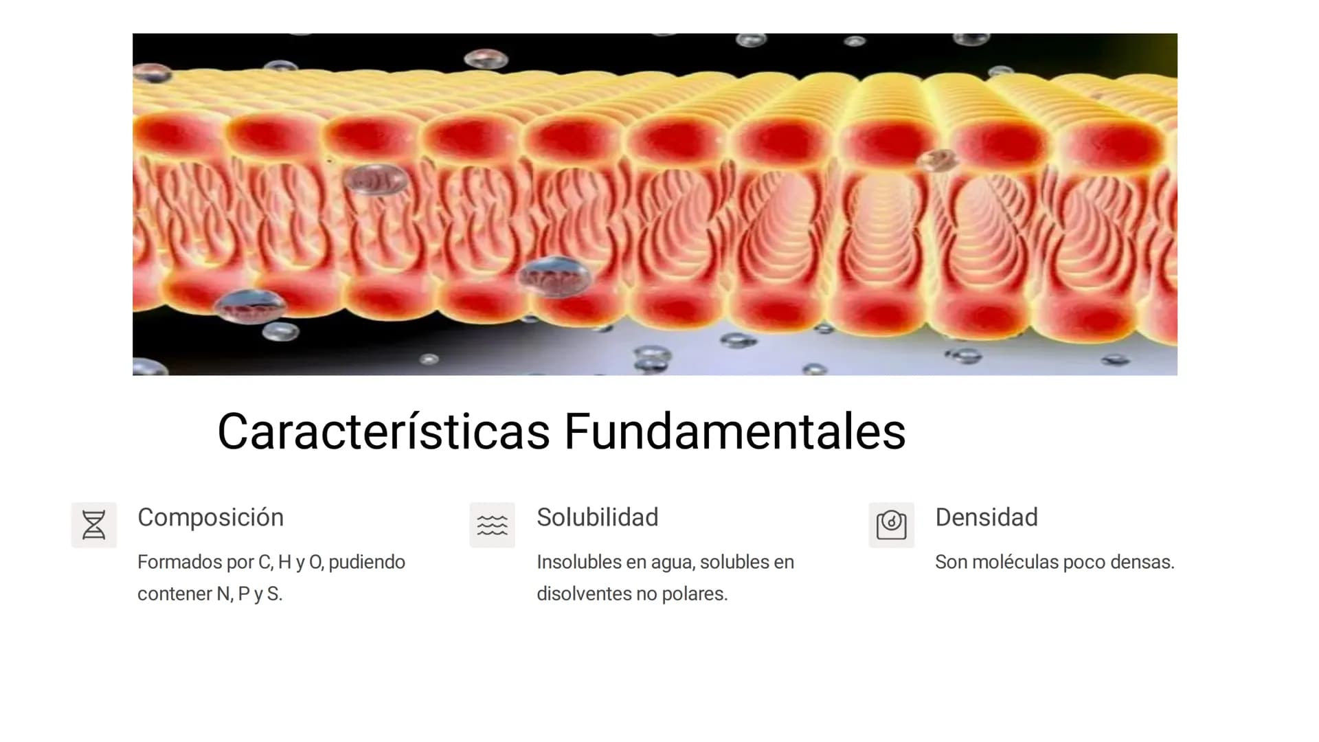 # LOS LÍPIDOS

glycoprotein
external membrane
surface
Plasma Membrane
carbohydrate
chain
Los lípidos son biomoléculas orgánicas
formadas por
