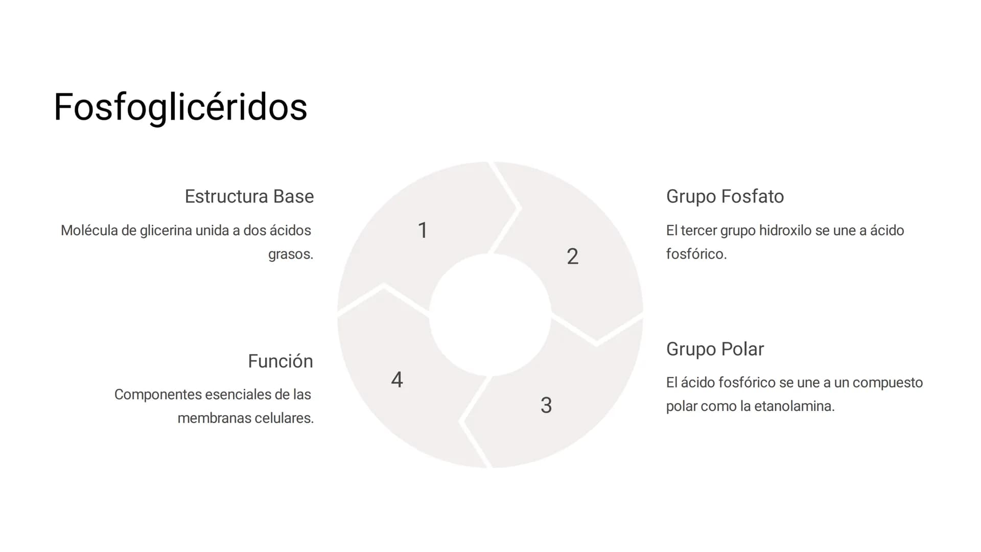 # LOS LÍPIDOS

glycoprotein
external membrane
surface
Plasma Membrane
carbohydrate
chain
Los lípidos son biomoléculas orgánicas
formadas por