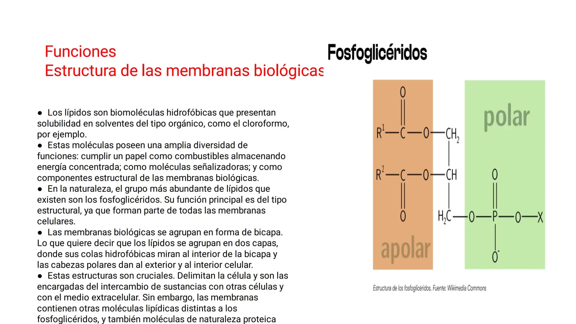 # LOS LÍPIDOS

glycoprotein
external membrane
surface
Plasma Membrane
carbohydrate
chain
Los lípidos son biomoléculas orgánicas
formadas por