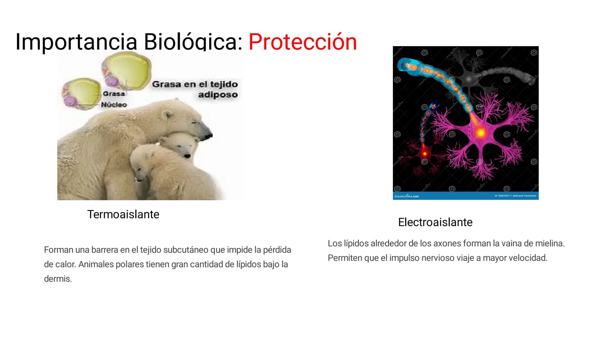 # LOS LÍPIDOS

glycoprotein
external membrane
surface
Plasma Membrane
carbohydrate
chain
Los lípidos son biomoléculas orgánicas
formadas por