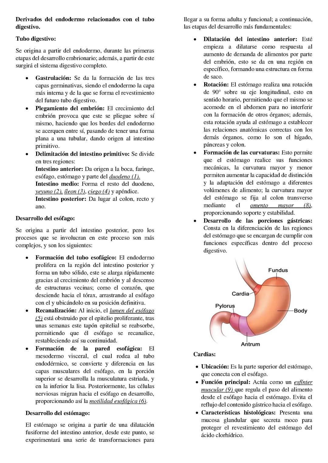 Derivados endordemales-Sistema digestivo