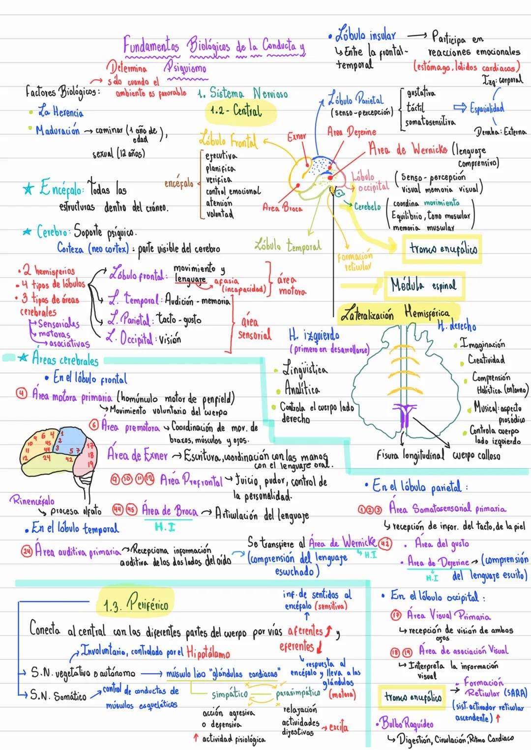 # Fundamentos Biológicos de la Conducta y
# Psiquismo
Determina
si do cuando el
ambiente es favorable
**Factores Biológicos:**
- La Herencia