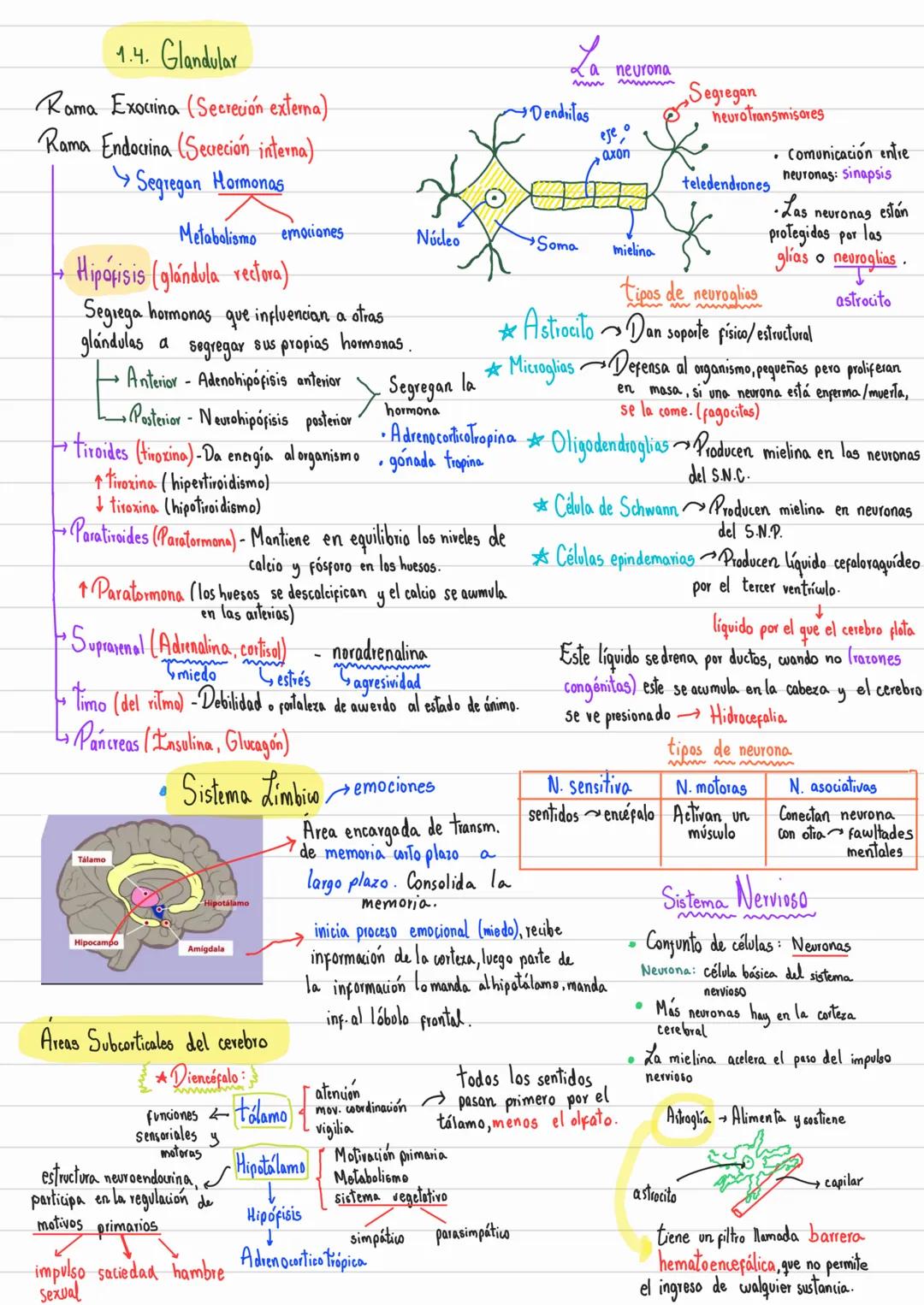 # Fundamentos Biológicos de la Conducta y
# Psiquismo
Determina
si do cuando el
ambiente es favorable
**Factores Biológicos:**
- La Herencia