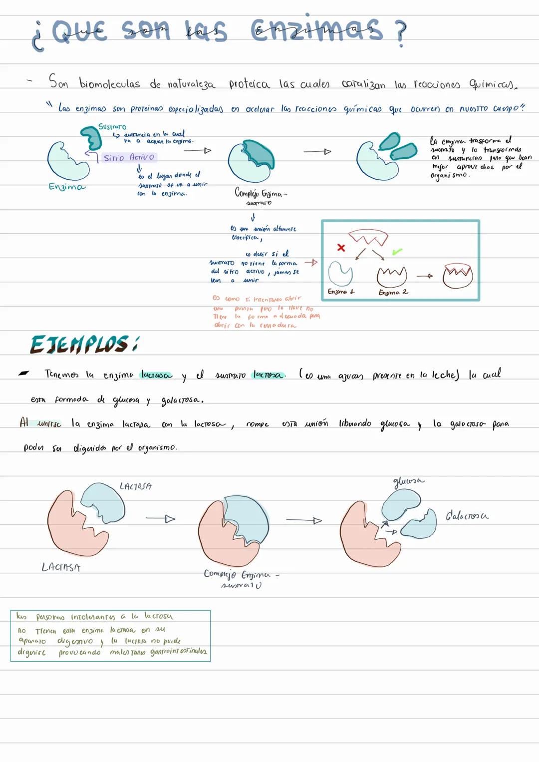 # ¿Que son las enzimas?
Son biomoleculas de naturaleza proteica las cuales caralizan las reacciones quimicas.
"Las enzimas son proteinas e