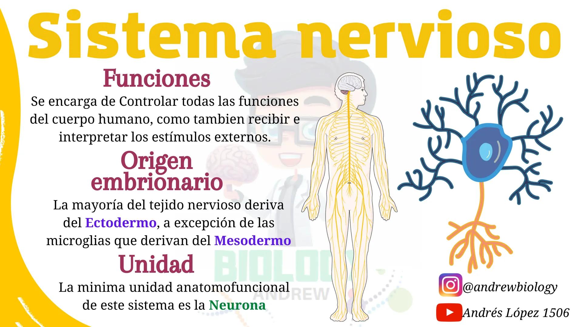 # Sistema nervioso
## Funciones
Se encarga de Controlar todas las funciones
del cuerpo humano, como tambien recibir e
interpretar los estím