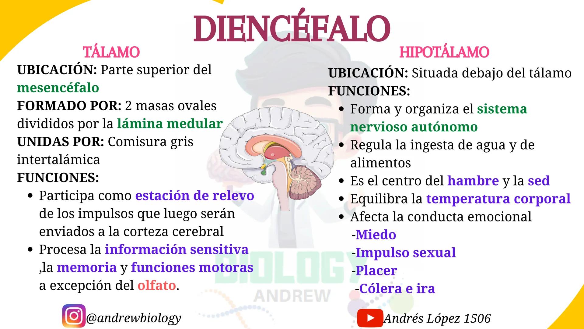 # Sistema nervioso
## Funciones
Se encarga de Controlar todas las funciones
del cuerpo humano, como tambien recibir e
interpretar los estím