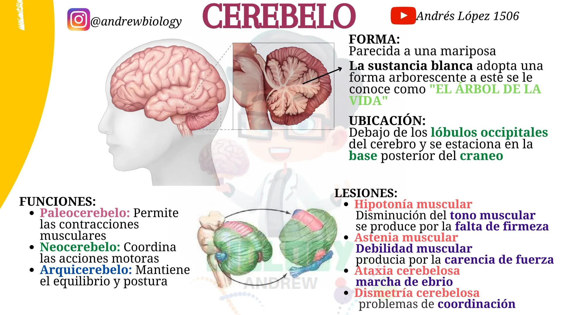# Sistema nervioso
## Funciones
Se encarga de Controlar todas las funciones
del cuerpo humano, como tambien recibir e
interpretar los estím