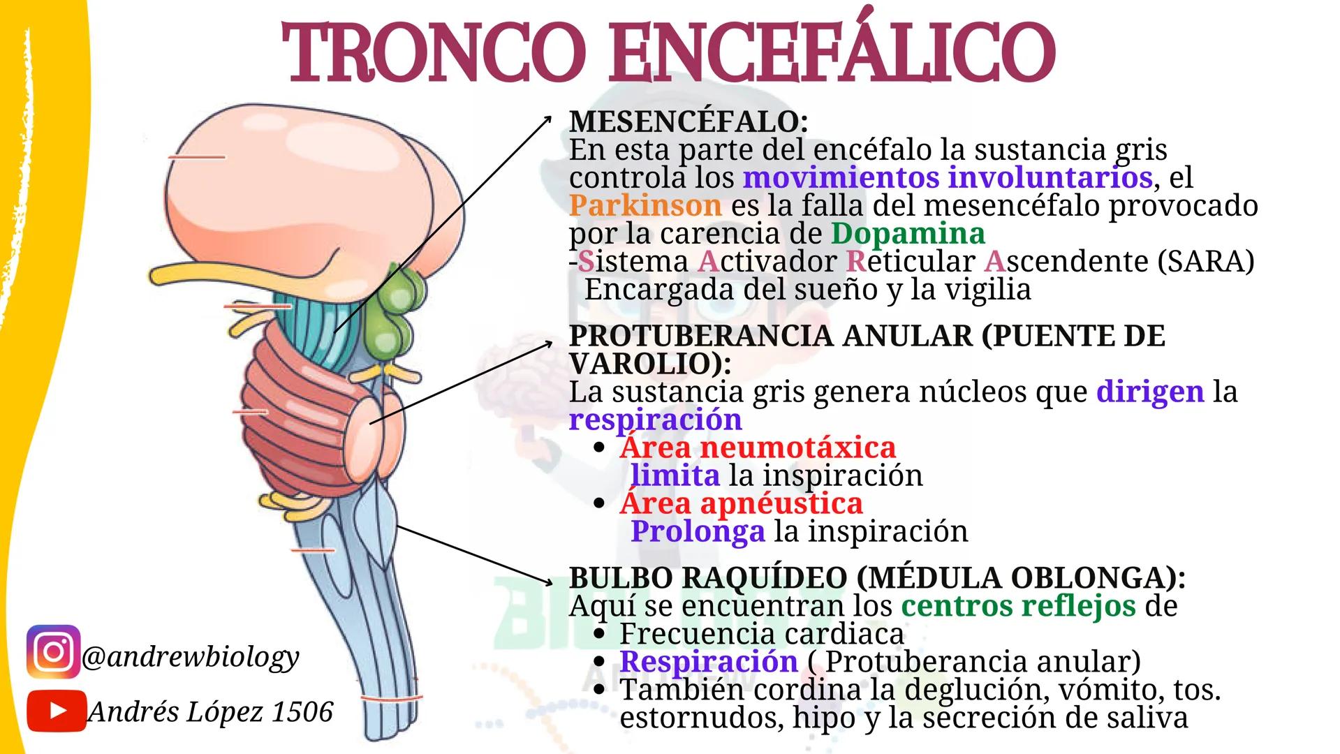 # Sistema nervioso
## Funciones
Se encarga de Controlar todas las funciones
del cuerpo humano, como tambien recibir e
interpretar los estím