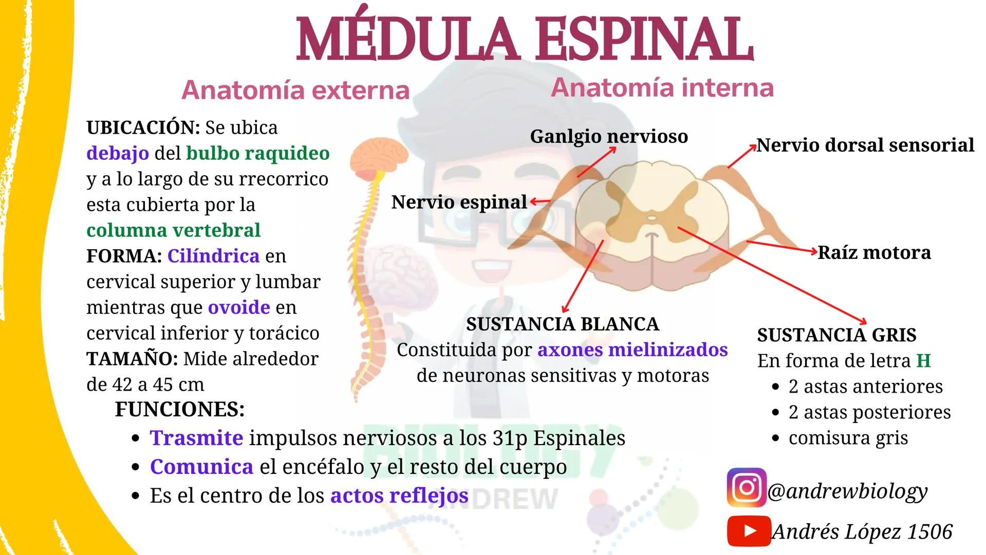 # Sistema nervioso
## Funciones
Se encarga de Controlar todas las funciones
del cuerpo humano, como tambien recibir e
interpretar los estím