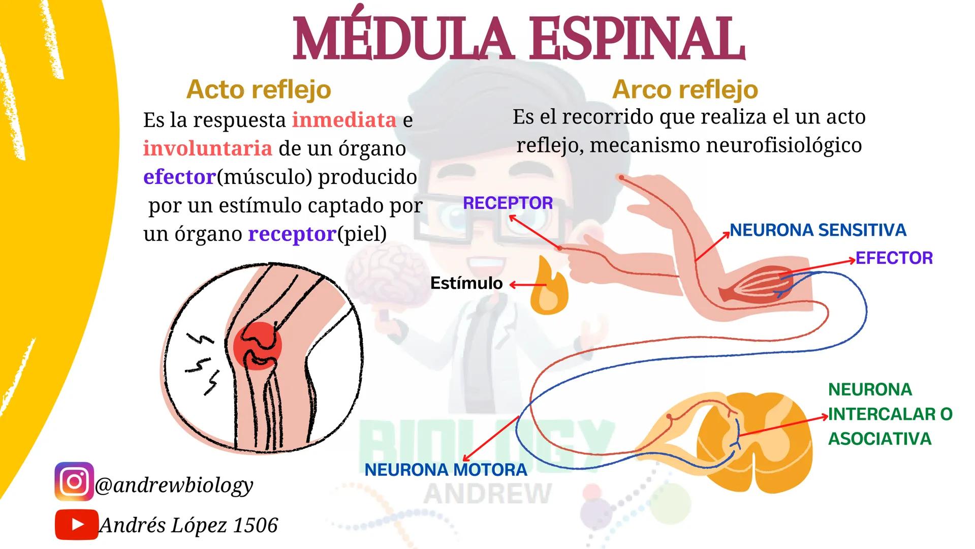 # Sistema nervioso
## Funciones
Se encarga de Controlar todas las funciones
del cuerpo humano, como tambien recibir e
interpretar los estím