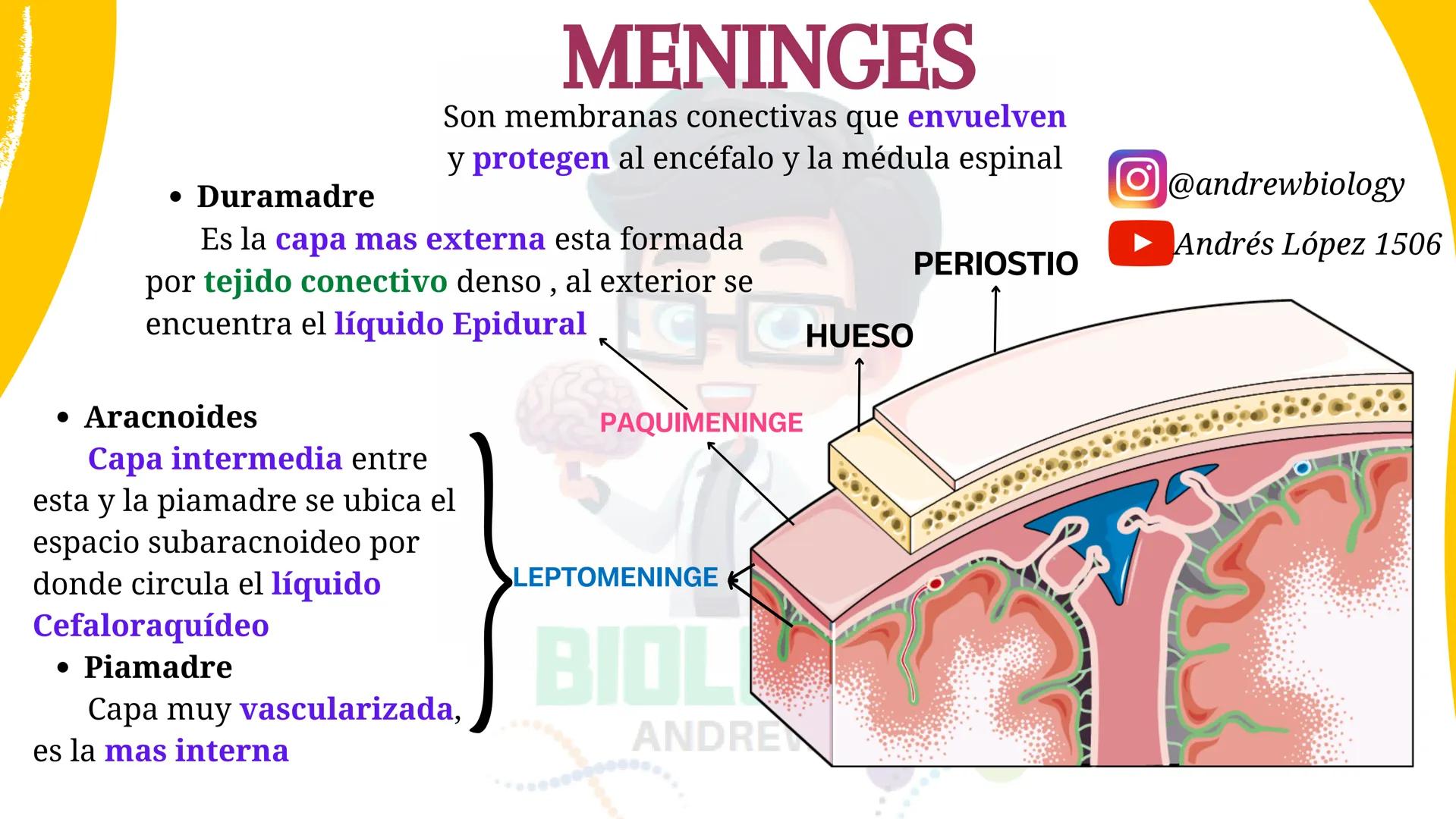 # Sistema nervioso
## Funciones
Se encarga de Controlar todas las funciones
del cuerpo humano, como tambien recibir e
interpretar los estím