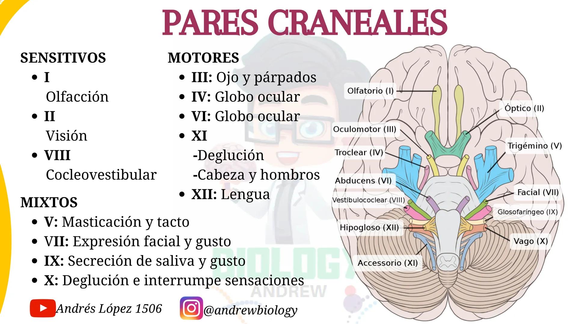 # Sistema nervioso
## Funciones
Se encarga de Controlar todas las funciones
del cuerpo humano, como tambien recibir e
interpretar los estím