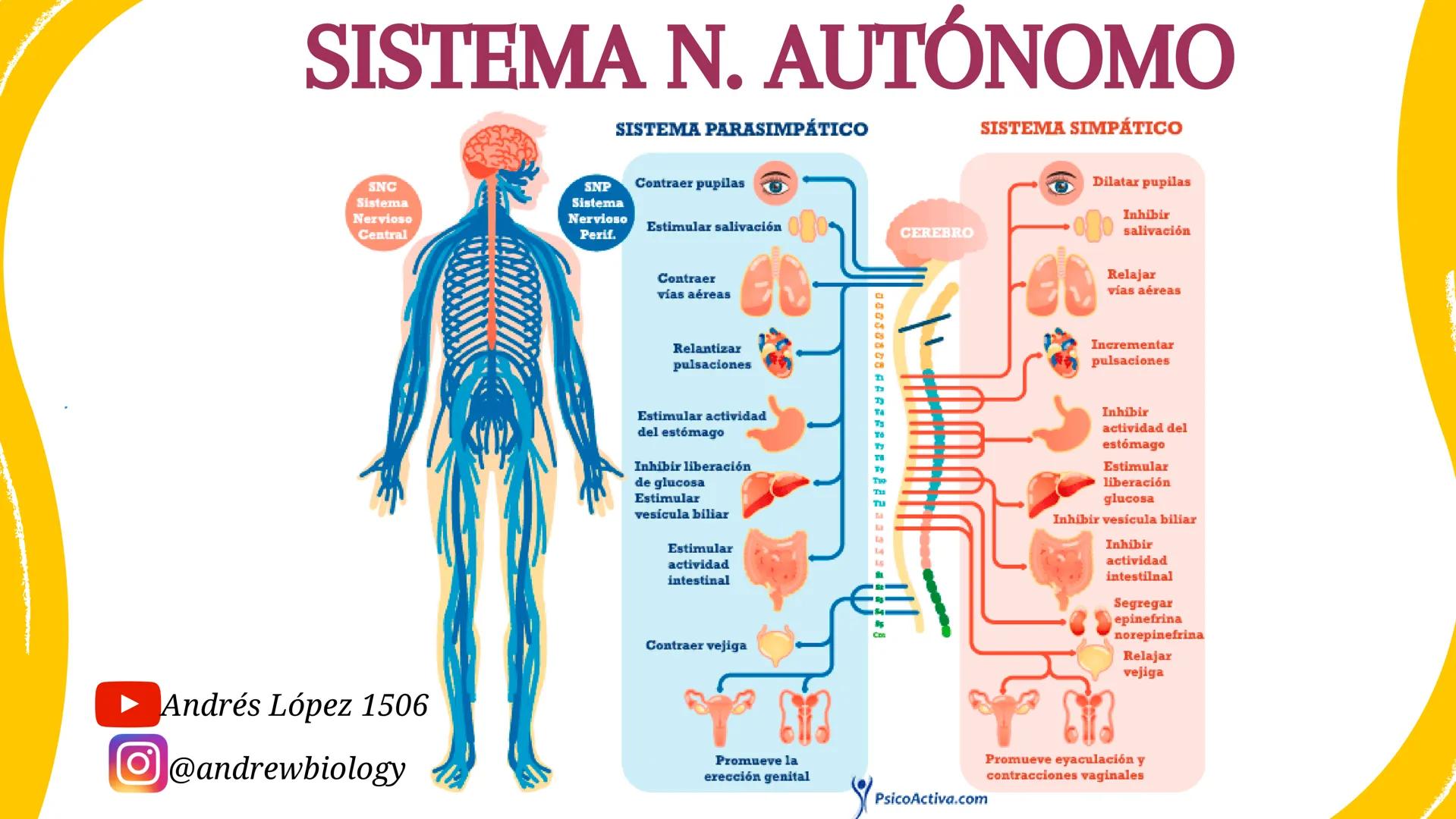 # Sistema nervioso
## Funciones
Se encarga de Controlar todas las funciones
del cuerpo humano, como tambien recibir e
interpretar los estím