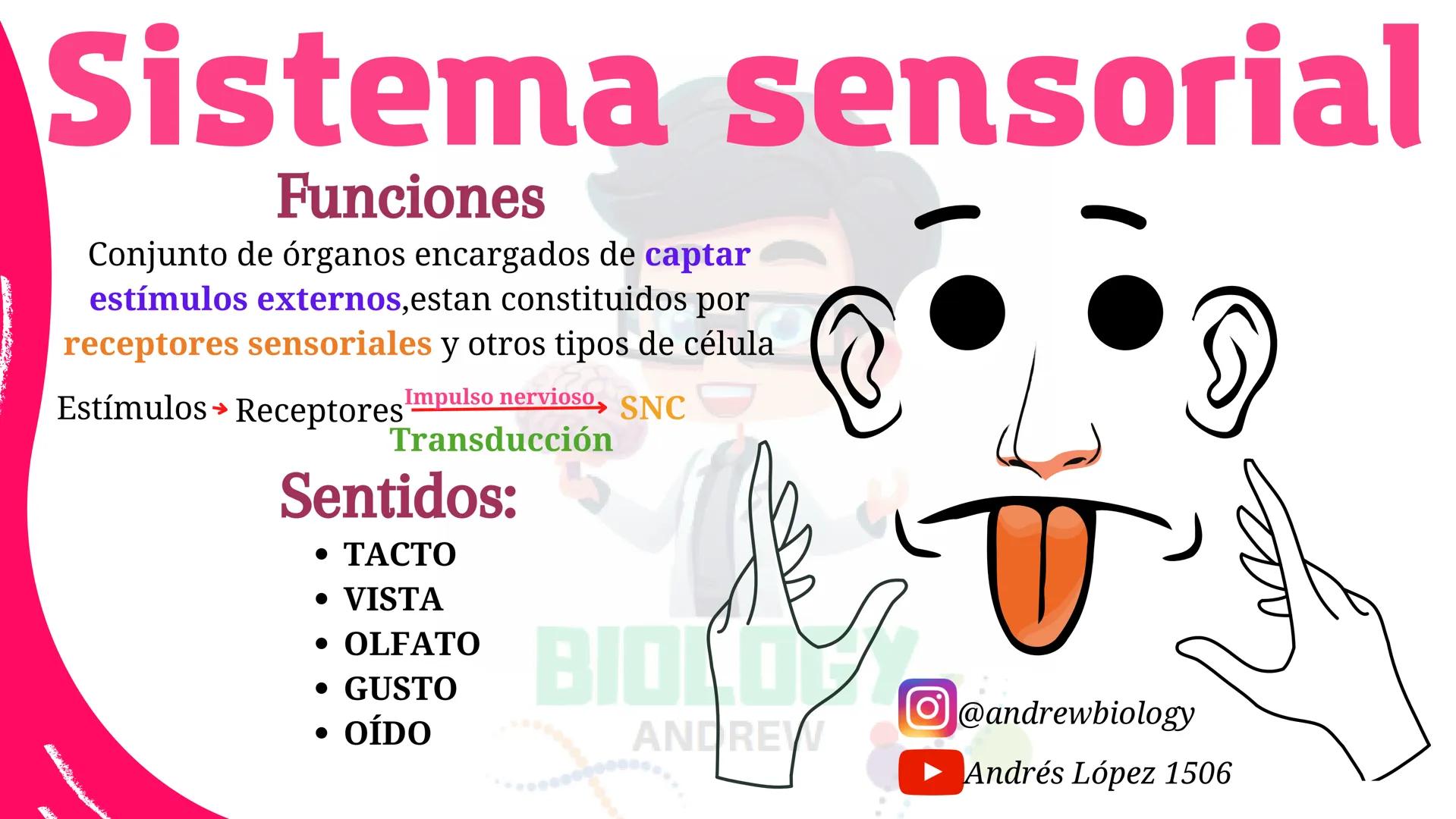 # Sistema nervioso
## Funciones
Se encarga de Controlar todas las funciones
del cuerpo humano, como tambien recibir e
interpretar los estím