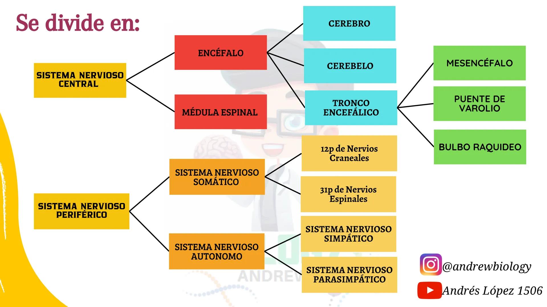 # Sistema nervioso
## Funciones
Se encarga de Controlar todas las funciones
del cuerpo humano, como tambien recibir e
interpretar los estím