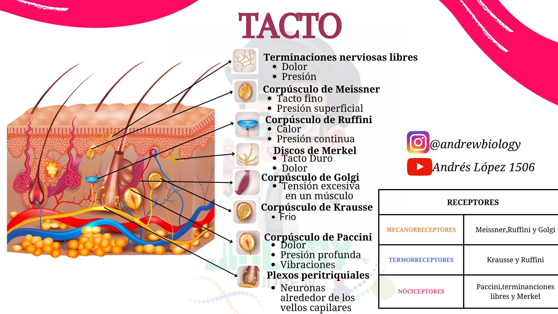 # Sistema nervioso
## Funciones
Se encarga de Controlar todas las funciones
del cuerpo humano, como tambien recibir e
interpretar los estím