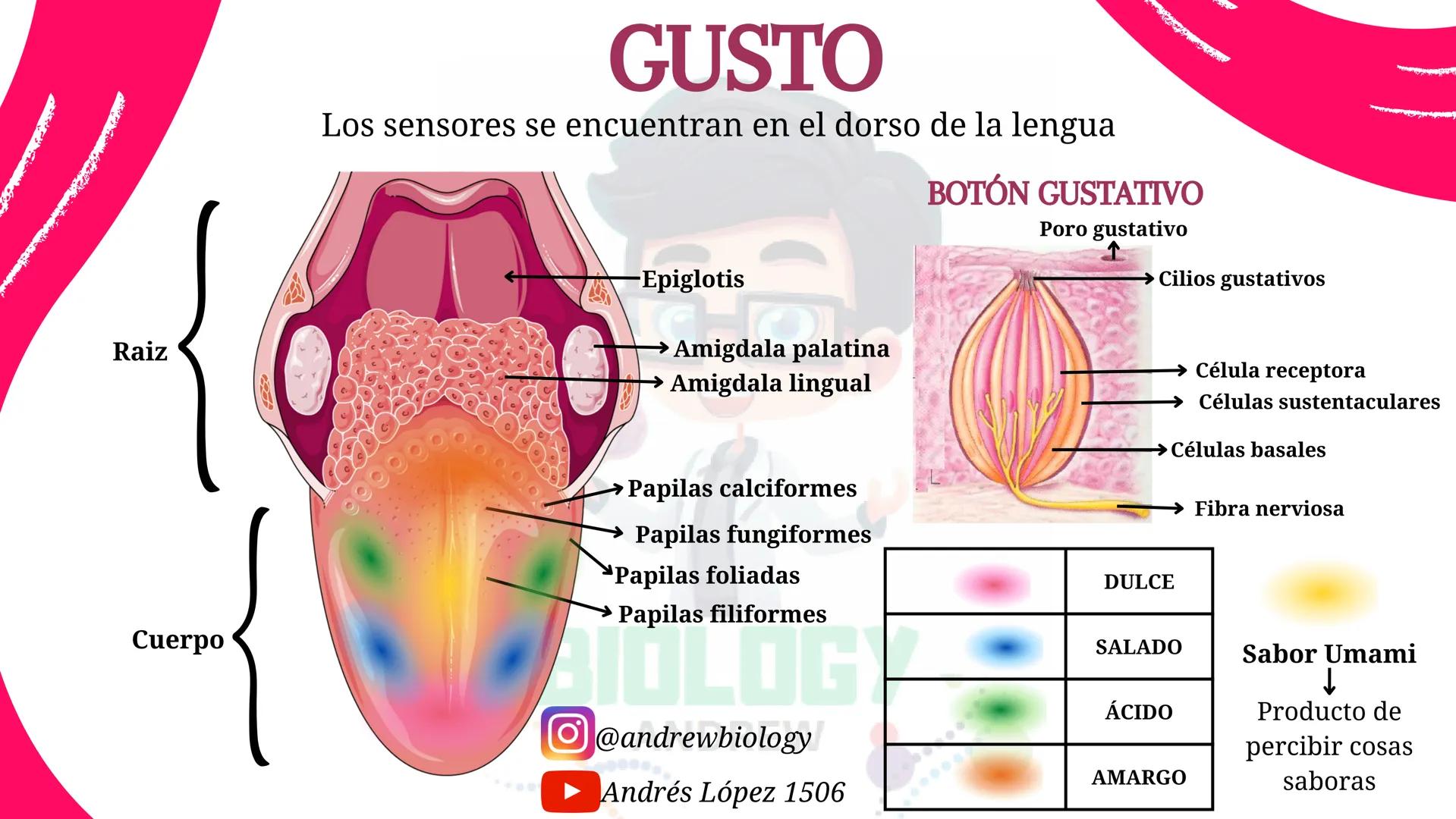 # Sistema nervioso
## Funciones
Se encarga de Controlar todas las funciones
del cuerpo humano, como tambien recibir e
interpretar los estím