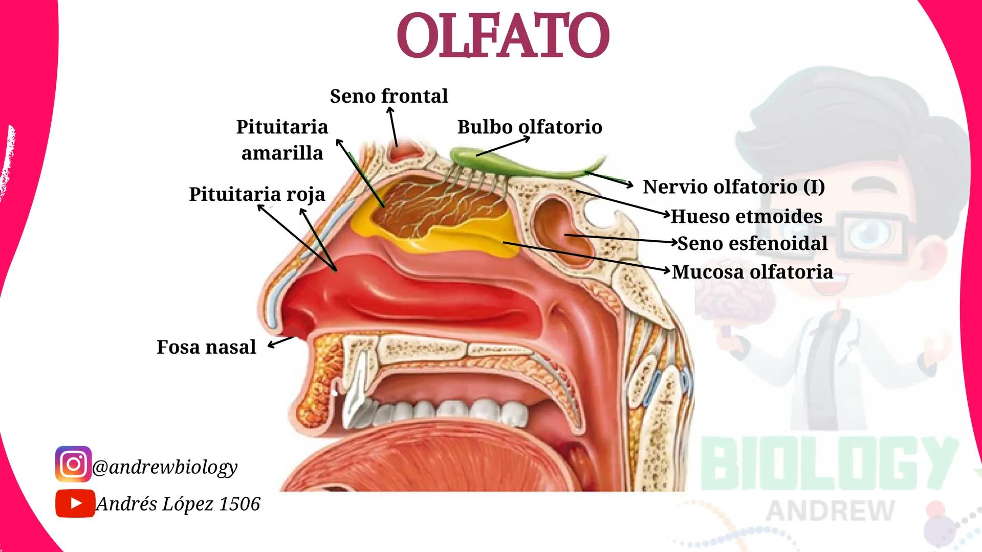 # Sistema nervioso
## Funciones
Se encarga de Controlar todas las funciones
del cuerpo humano, como tambien recibir e
interpretar los estím