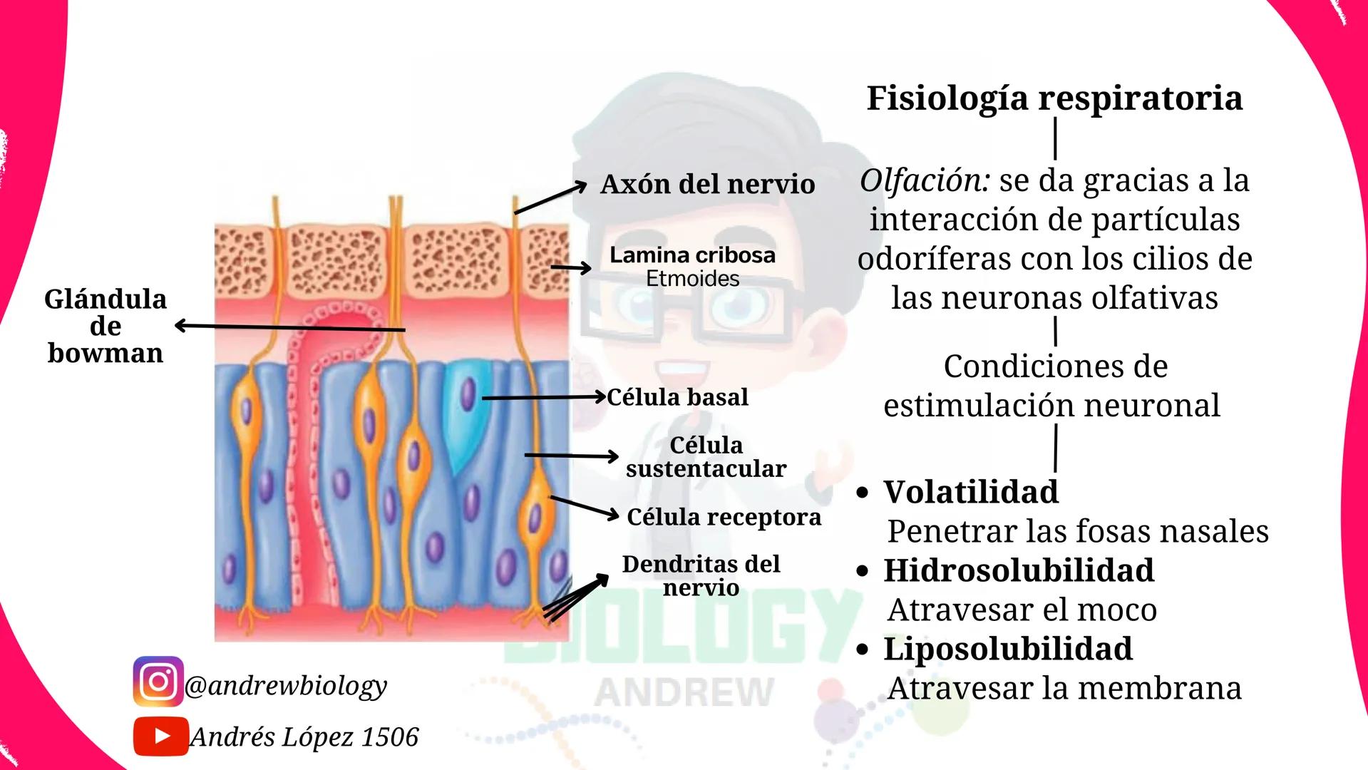 # Sistema nervioso
## Funciones
Se encarga de Controlar todas las funciones
del cuerpo humano, como tambien recibir e
interpretar los estím