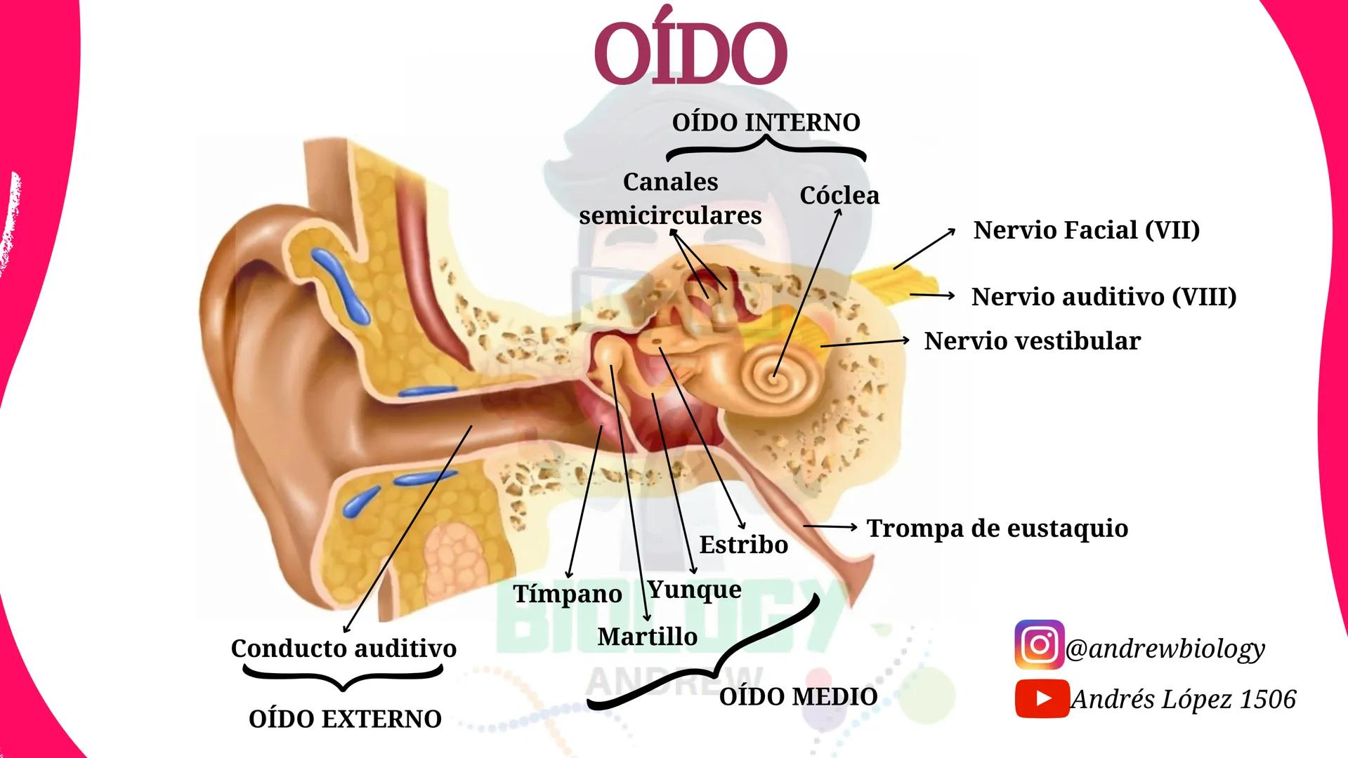 # Sistema nervioso
## Funciones
Se encarga de Controlar todas las funciones
del cuerpo humano, como tambien recibir e
interpretar los estím