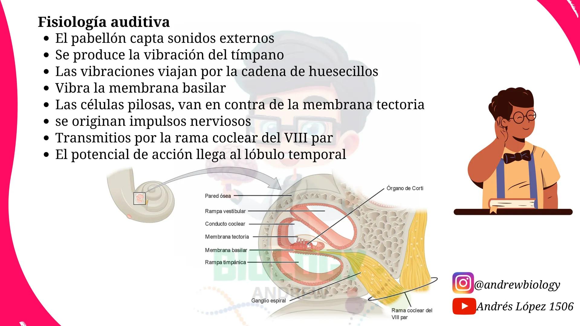 # Sistema nervioso
## Funciones
Se encarga de Controlar todas las funciones
del cuerpo humano, como tambien recibir e
interpretar los estím