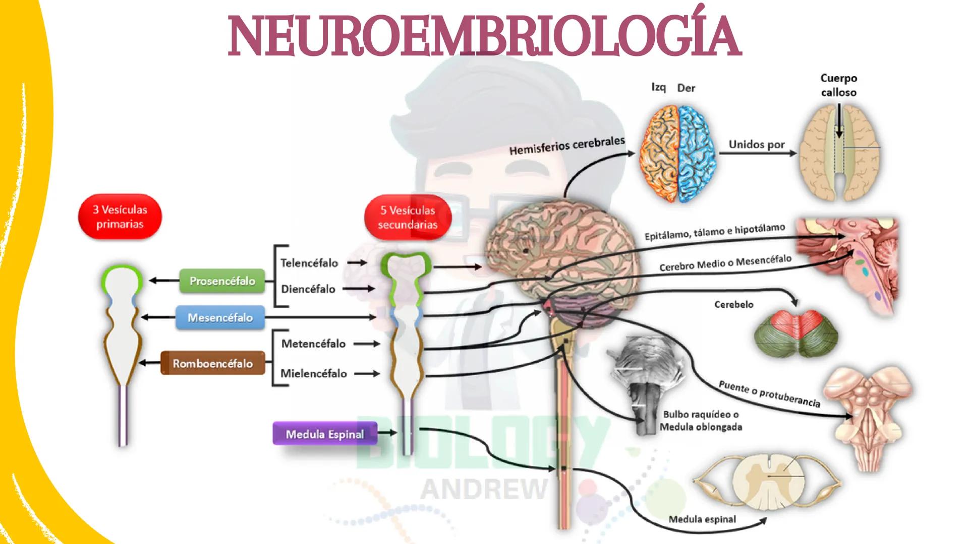 # Sistema nervioso
## Funciones
Se encarga de Controlar todas las funciones
del cuerpo humano, como tambien recibir e
interpretar los estím