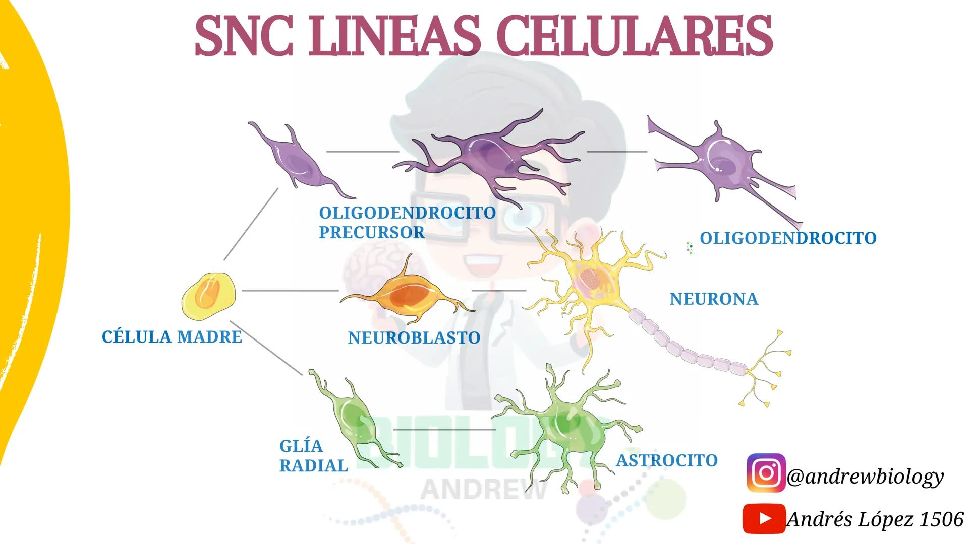 # Sistema nervioso
## Funciones
Se encarga de Controlar todas las funciones
del cuerpo humano, como tambien recibir e
interpretar los estím