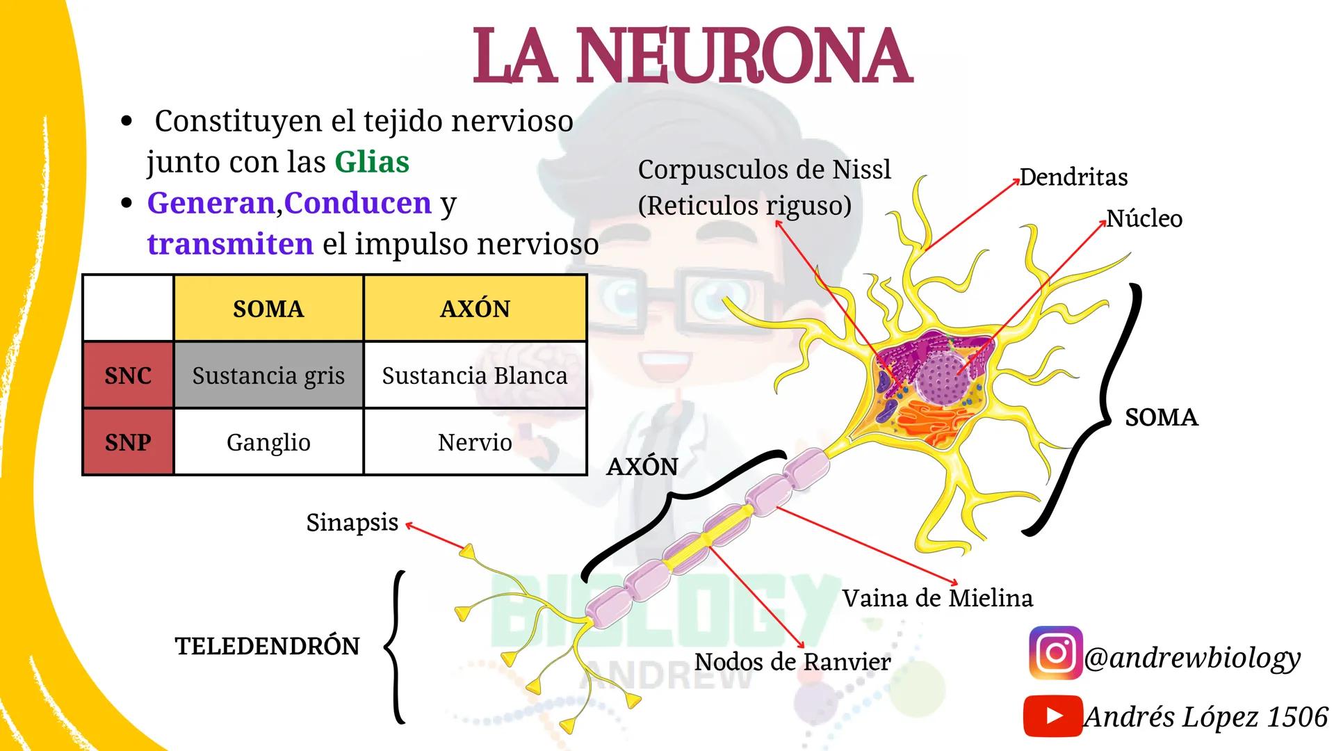 # Sistema nervioso
## Funciones
Se encarga de Controlar todas las funciones
del cuerpo humano, como tambien recibir e
interpretar los estím