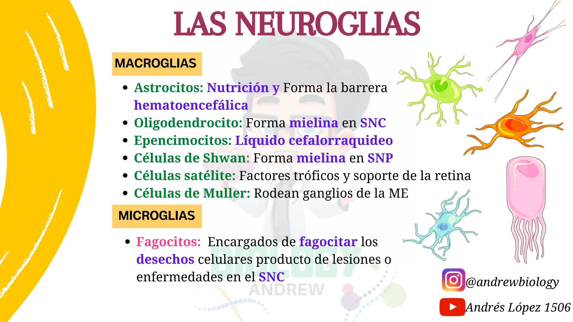 # Sistema nervioso
## Funciones
Se encarga de Controlar todas las funciones
del cuerpo humano, como tambien recibir e
interpretar los estím