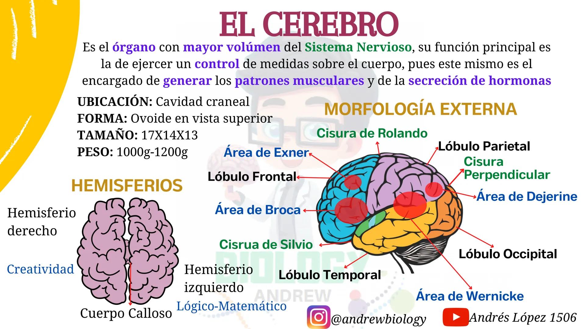 # Sistema nervioso
## Funciones
Se encarga de Controlar todas las funciones
del cuerpo humano, como tambien recibir e
interpretar los estím