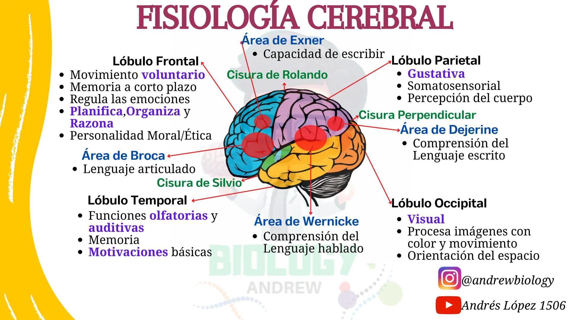 # Sistema nervioso
## Funciones
Se encarga de Controlar todas las funciones
del cuerpo humano, como tambien recibir e
interpretar los estím