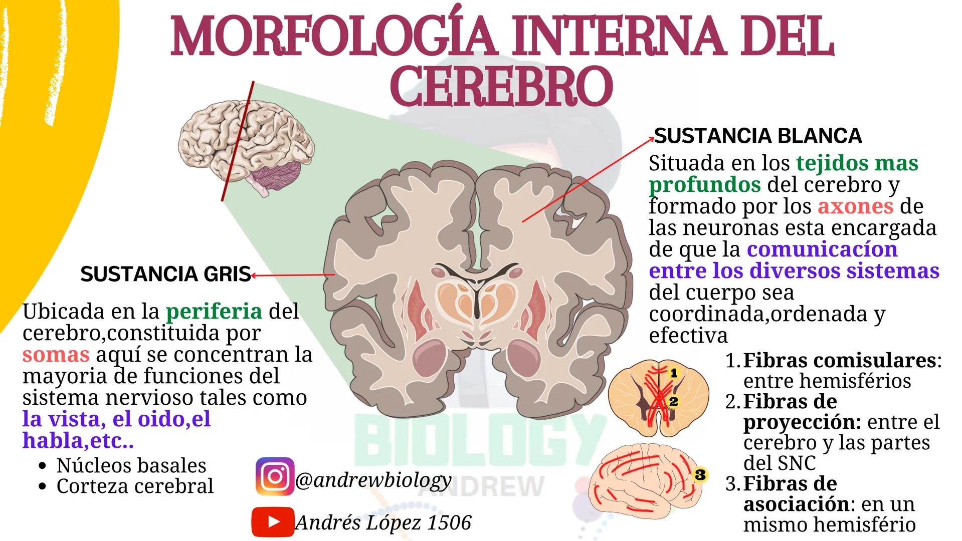 # Sistema nervioso
## Funciones
Se encarga de Controlar todas las funciones
del cuerpo humano, como tambien recibir e
interpretar los estím