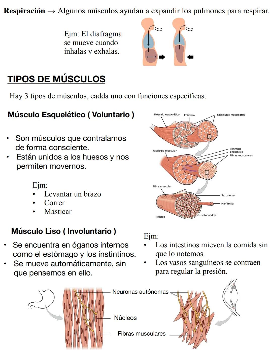 RESUMEN
Sígueme en Instagram:
@BIOMED.EASE # SISTEMA MUSCULAR
Es el encargado de permitir los movimientos del cuerpo, ya sea de forma
vol