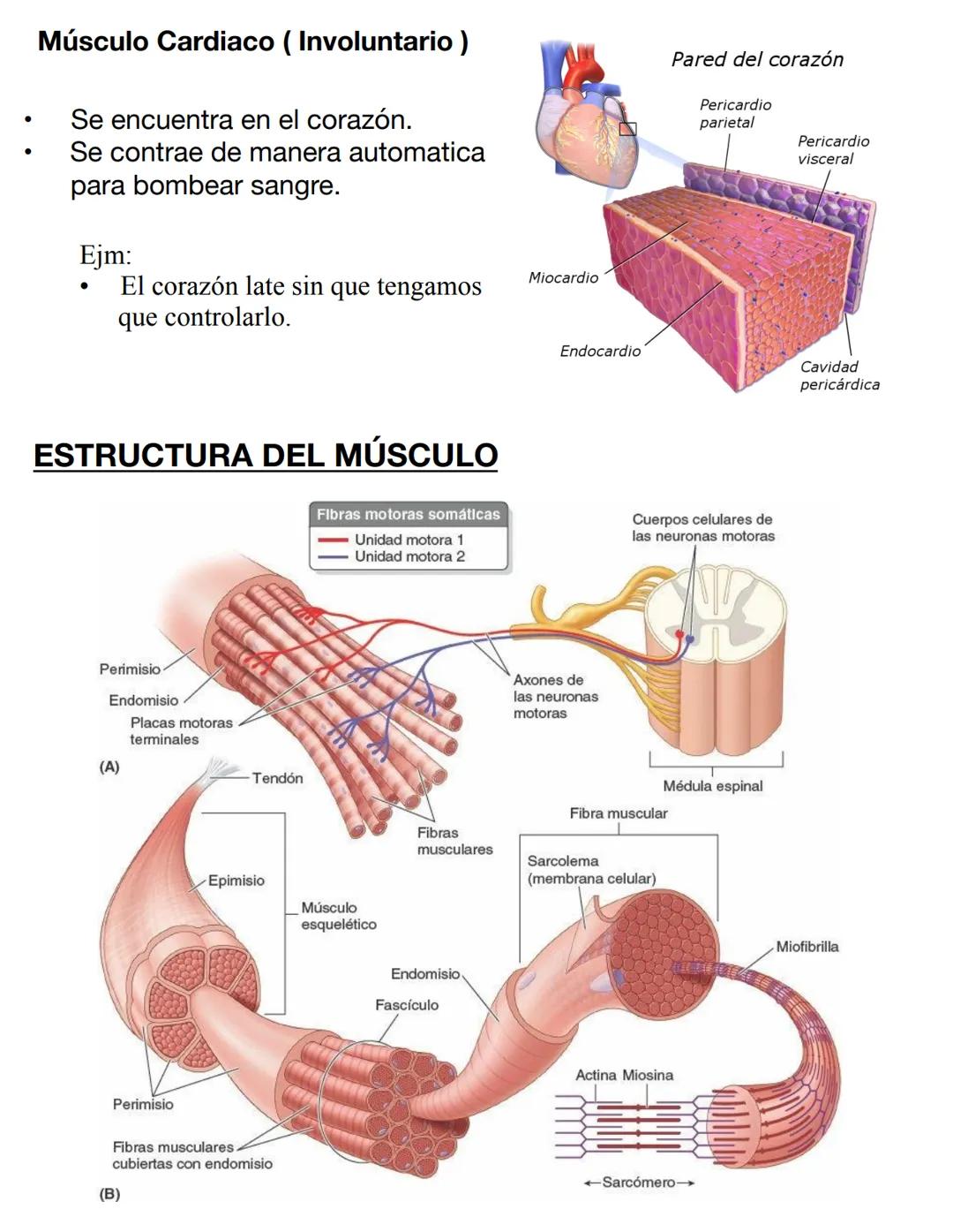 RESUMEN
Sígueme en Instagram:
@BIOMED.EASE # SISTEMA MUSCULAR
Es el encargado de permitir los movimientos del cuerpo, ya sea de forma
vol